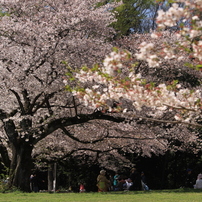 CANON(キヤノン)のレンズ EF-S55-250mm F4-5.6 IS STM で撮影した写真
