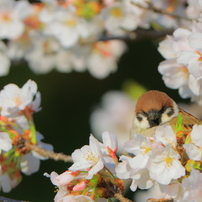 CANON(キヤノン)のレンズ EF300mm F2.8L IS II USM で撮影した写真
