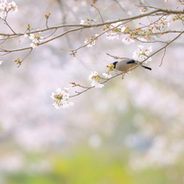 CANON(キヤノン)のレンズ EF300mm F2.8L IS II USM で撮影した写真