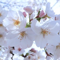 風景も家族写真も綺麗に❗️Canon Kiss X8i✨Wi-Fiでスマホに転送 EOS Kiss X8i スマホに画像を保存｜EOSのWi-Fi｜サポート｜キヤノン