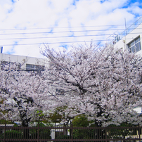 CANON(キヤノン)のデジタルカメラIXY DIGITAL 50 で撮影した写真(画像