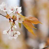 NIKON(ニコン)のレンズ AF-S DX NIKKOR 55-300mm f/4.5-5.6G ED VR で