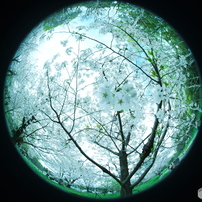 【キャノン用/魚眼レンズ】 SIGMA 8mm F3.5 EX DG SIGMA（シグマ） 8mm F3.5 EX DG CIRCULAR FISHEYE 実写レビュー