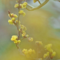 CANON(キヤノン)のレンズ FD50mm F1.4 S.S.C. I で撮影した写真(画像