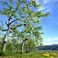 CANON(キヤノン)のレンズ EF17-40mm F4L USM で撮影した写真(画像)一覧