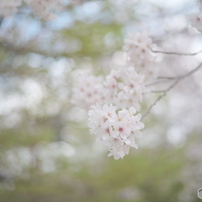 CANON(キヤノン)のレンズ EF50mm F1.8 II で撮影した写真(画像)一覧