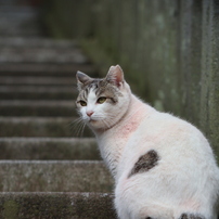 CANON(キヤノン)のレンズ EF100mm F2.8 マクロ USM で撮影した写真