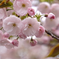 SONY(ソニー)のレンズ E 55-210mm F4.5-6.3 OSS SEL55210 で撮影した
