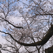 TAMRON(タムロン)のレンズ SP 15-30mm F/2.8 Di VC USD (Model A012