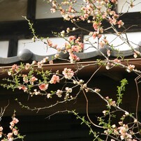 CANON(キヤノン)のデジタル一眼EOS 10D DIGITAL で撮影した写真(画像