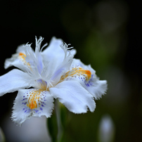 TAMRON(タムロン)のレンズ SP AF90mm F/2.8 Di MACRO 1:1 (Model272EN