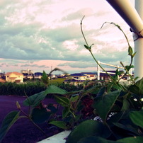 My Town