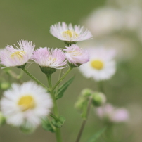 PANASONIC(パナソニック)のレンズ LUMIX S 50mm F1.8 S-S50 で撮影した