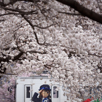 CANON(キヤノン)のレンズ EF-S55-250mm F4-5.6 IS STM で撮影した写真