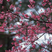 PENTAX(ペンタックス)のレンズ FA645ズーム 80～160mmF4.5 で撮影した