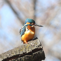 CANON(キヤノン)のレンズ EF300mm F2.8L IS II USM で撮影した写真