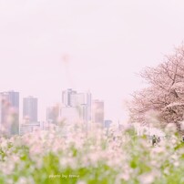OLYMPUS(オリンパス)のレンズ M.ZUIKO DIGITAL 45mm F1.8 [シルバー