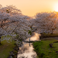 NIKON(ニコン)のレンズ NIKKOR Z 50mm f/1.8 S で撮影した写真(画像