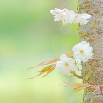 PENTAX(ペンタックス)のレンズ smc PENTAX-DA 55-300mm F4-5.8ED で