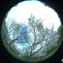 レンズ(単焦点) SIGMA 8mm 1:3.5 EX DG Fisheye for Canon 61G5g269GNL._AC_UF350,