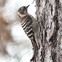 CANON(キヤノン)のレンズ EF300mm F2.8L IS II USM で撮影した写真