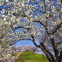 【作例あり】風景から人物をこれ1本♪Nikon AF-S 18-140mm VR NIKON(ニコン)のレンズ AF-S DX NIKKOR 18-140mm f/3.5-5.6G ED VR で