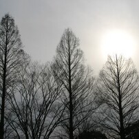 CANON(キヤノン)のデジタル一眼EOS 10D DIGITAL で撮影した写真(画像