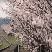 CANON(キヤノン)のデジタル一眼EOS Kiss X7 で撮影した写真(画像)一覧