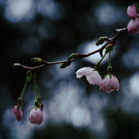 OLYMPUS(オリンパス)のレンズ M.ZUIKO DIGITAL ED 14-150mm F4.0-5.6