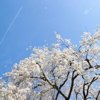 CANON(キヤノン)のデジタル一眼EOS 10D DIGITAL で撮影した写真(画像