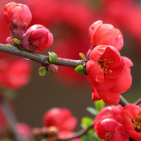CANON(キヤノン)のレンズ EF-S55-250mm F4-5.6 IS II で撮影した写真