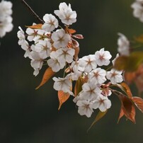 NIKON(ニコン)のレンズ AF-S DX NIKKOR 55-300mm f/4.5-5.6G ED VR で