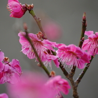 SIGMA(シグマ)のレンズ APO 70-300mm F4-5.6 DG MACRO (ﾍﾟﾝﾀｯｸｽ AF) で