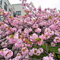 NIKON(ニコン)のレンズ Ai AF Nikkor 20mm f/2.8D で撮影した写真(画像