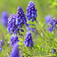 CANON(キヤノン)のレンズ EF-S55-250mm F4-5.6 IS II で撮影した写真