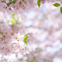 SONY(ソニー)のレンズ FE 16-35mm F2.8 GM II SEL1635GM2 で撮影した
