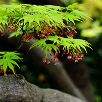 TAMRON(タムロン)のレンズ SP AF90mm F/2.8 Di MACRO 1:1 (Model272EN