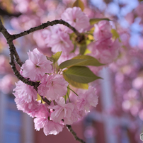 NIKON(ニコン)のレンズ NIKKOR Z MC 50mm f/2.8 で撮影した写真(画像
