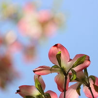 CANON(キヤノン)のレンズ EF-S55-250mm F4-5.6 IS STM で撮影した写真