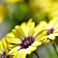 苫小牧バナナ】TAMRON/タムロン F004 マクロレンズ/SP 90mm F/2.8 Di