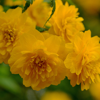 TAMRON(タムロン)のレンズ SP AF90mm F/2.8 Di MACRO 1:1 (Model272EN