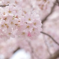 NIKON(ニコン)のデジタル一眼D5600 で撮影した写真(画像)一覧- 写真