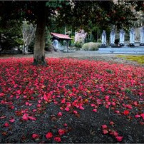 CANON(キヤノン)のレンズ EF17-40mm F4L USM で撮影した写真(画像)一覧
