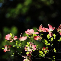 CANON(キヤノン)のレンズ EF-S55-250mm F4-5.6 IS STM で撮影した写真