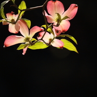 CANON(キヤノン)のレンズ EF-S55-250mm F4-5.6 IS STM で撮影した写真