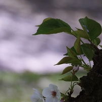PENTAX(ペンタックス)のレンズ HD PENTAX-DA 55-300mmF4.5-6.3ED PLM