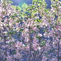 【作例あり】風景から人物をこれ1本♪Nikon AF-S 18-140mm VR NIKON(ニコン)のレンズ AF-S DX NIKKOR 18-140mm f/3.5-5.6G ED VR で