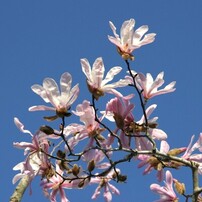 CANON(キヤノン)のデジタル一眼EOS 10D DIGITAL で撮影した写真(画像
