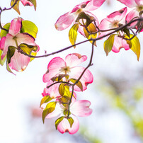 PENTAX(ペンタックス)のレンズ HD PENTAX-DA 70mmF2.4 Limited