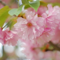 NIKON(ニコン)のレンズ AF-S DX NIKKOR 35mm f/1.8G で撮影した写真
